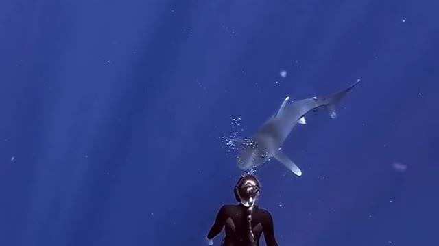 Interesting Shark 5