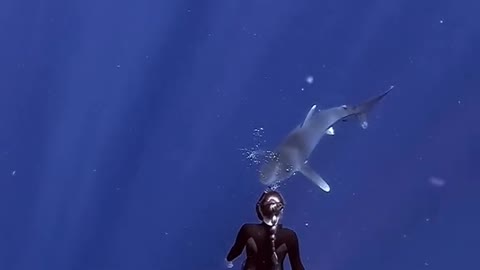 Interesting Shark 5