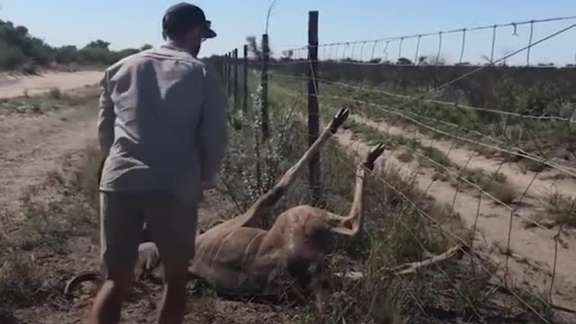 Brave Guy Rescue kudu in Dengerous. Wild Animals Rescue