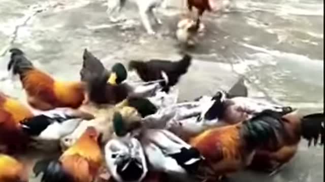 Chiken vs Dog Funny animals Compilation 17