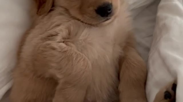 Puppy on in bed