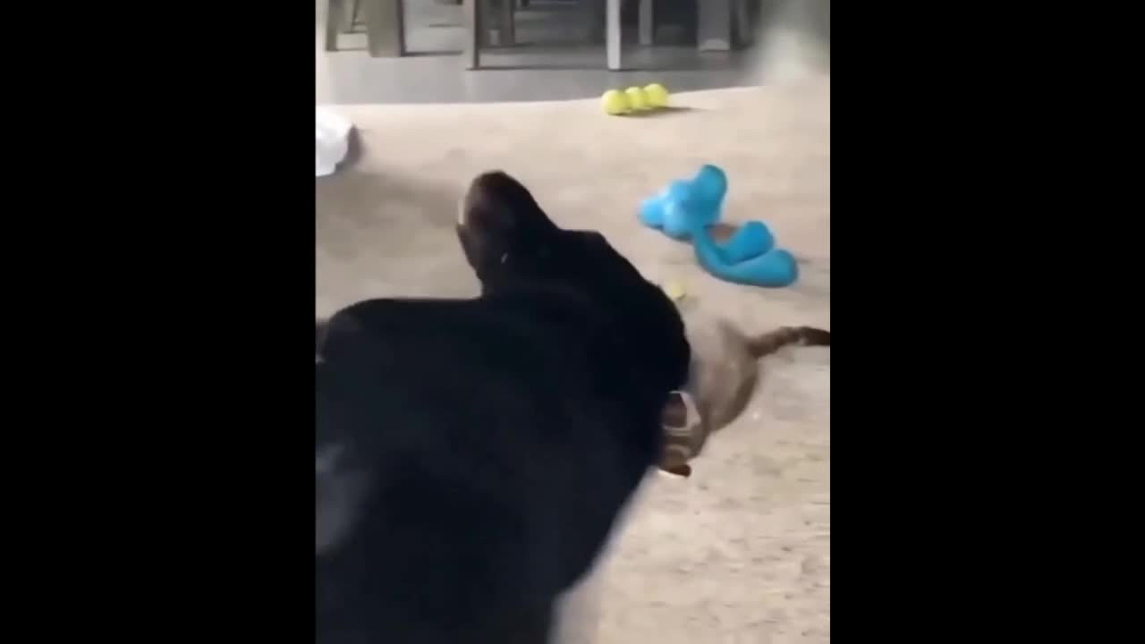 Cat Wants To Play With Dog