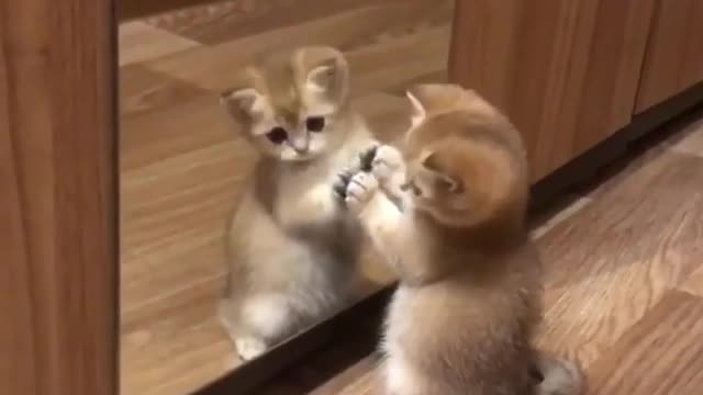 Mirror Playing small kitten