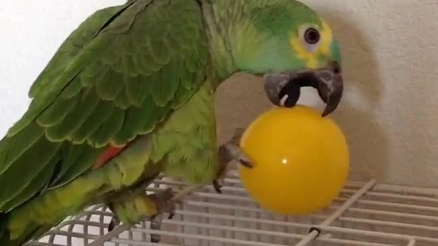 FUNNIEST PARROTS - Cute Parrot And Funny Parrot Videos