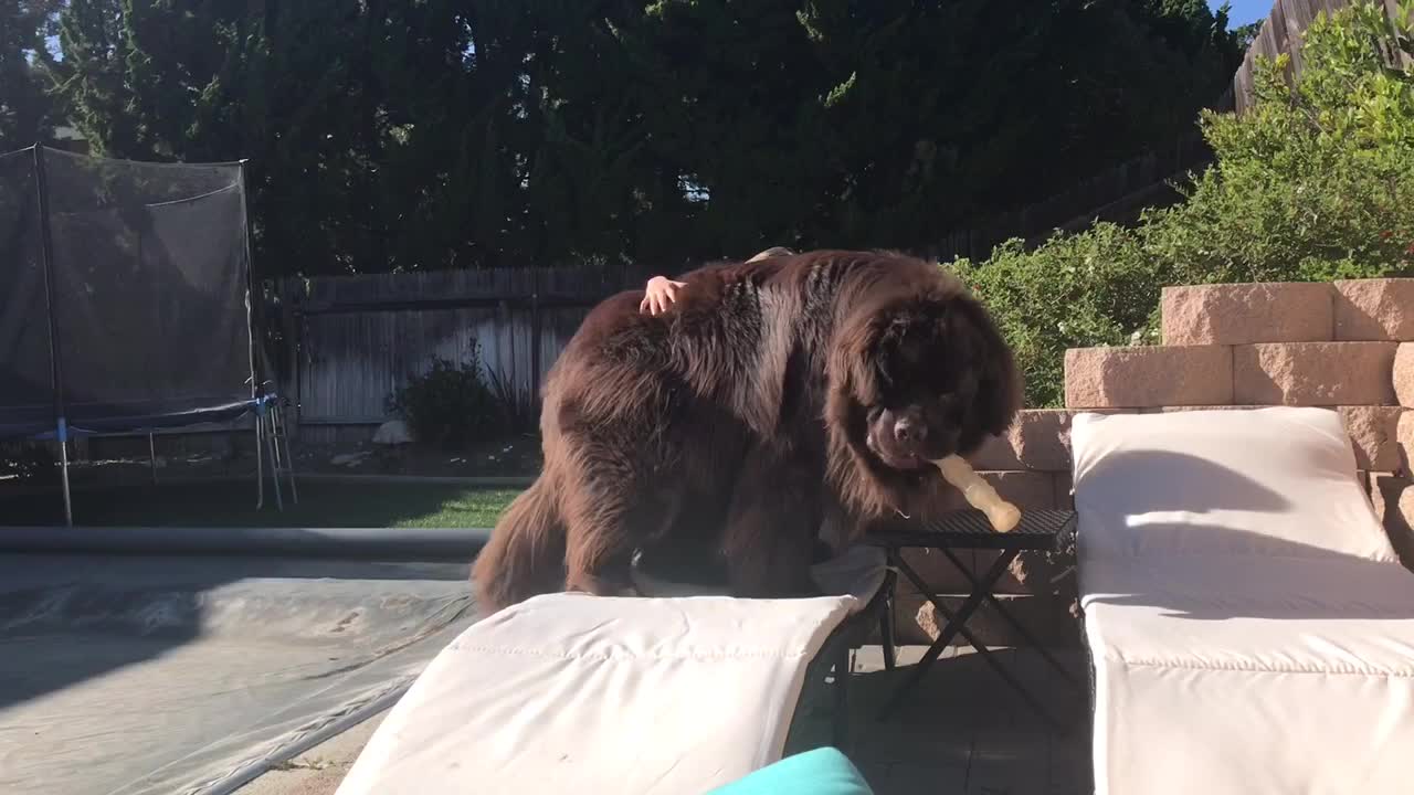 Little girl disappears behind her giant puppy