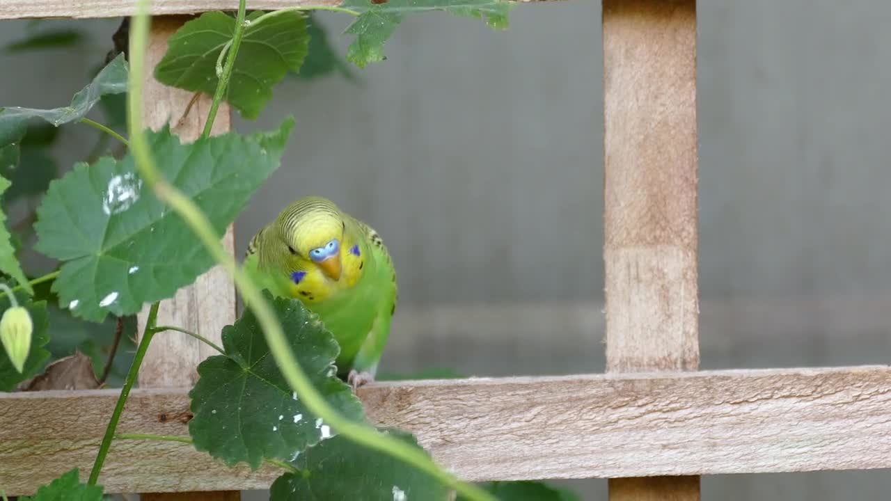 Funny Budgerigar