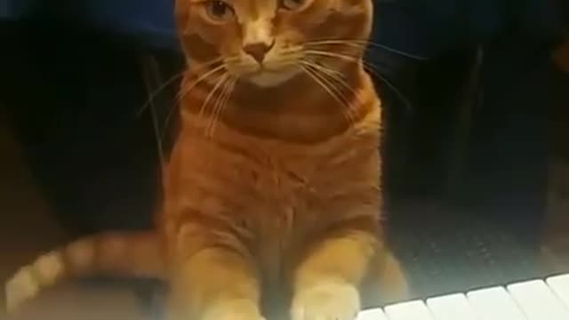 The next top musician cat