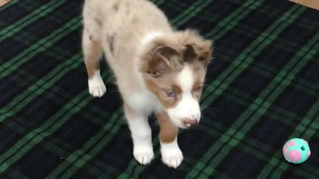 Aussie JuanCarlos’ adorable sneak attack!