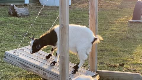 Goat Enjoying Some Time on Special Swing