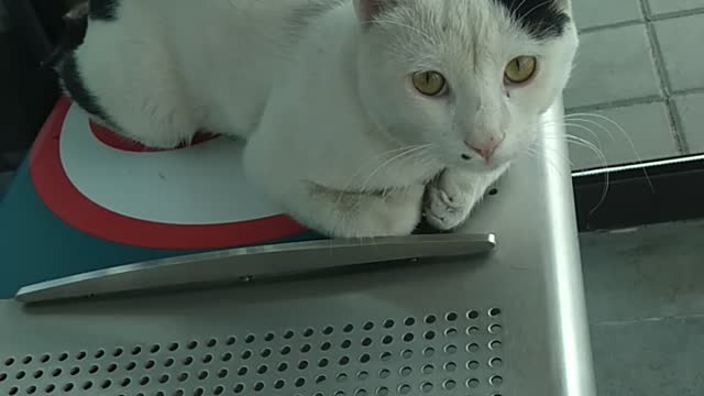 Sweet white cat on banch My sweety cat daily videos updates