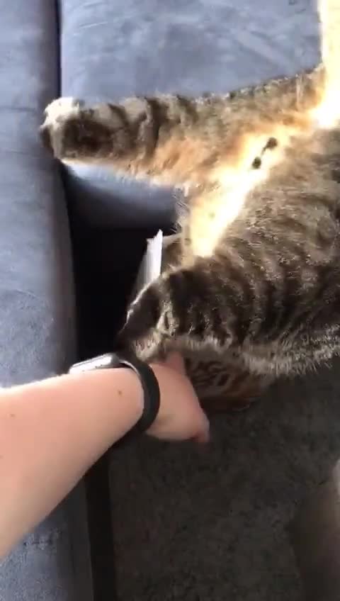 Omg 😂😂😂 This cat will make you laugh😂😂😂