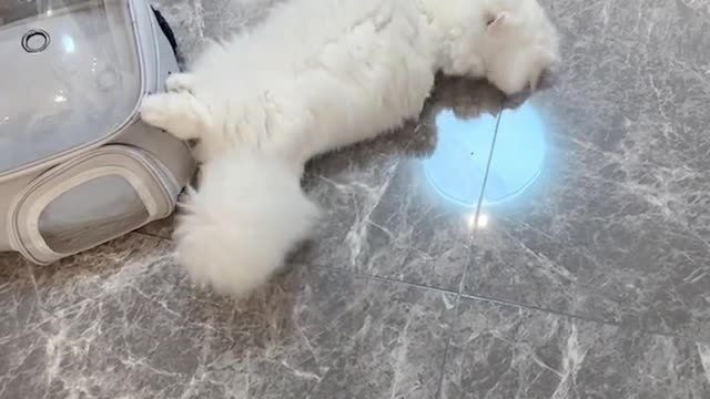 Sajiao cats have the best life