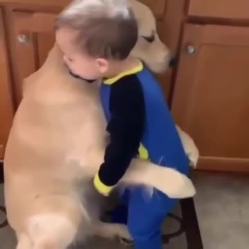 baby having a lovely hug from golden retriever.mp4