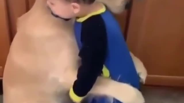 baby having a lovely hug from golden retriever.mp4