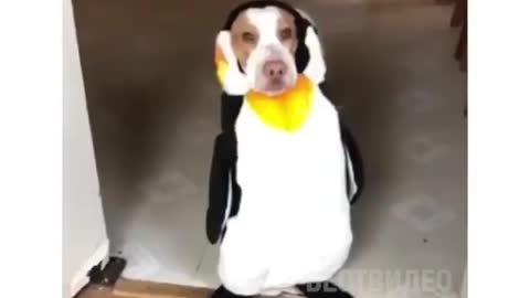 Hotel penguin, but there are dogs