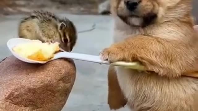 Cute Animals!!
