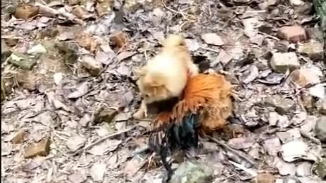 😜 chicken vs dog fight - Funny fight moments 😜