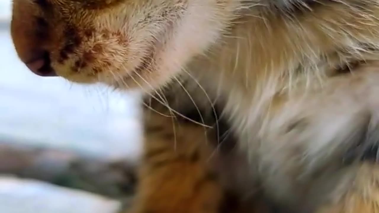 Funny kitten Video