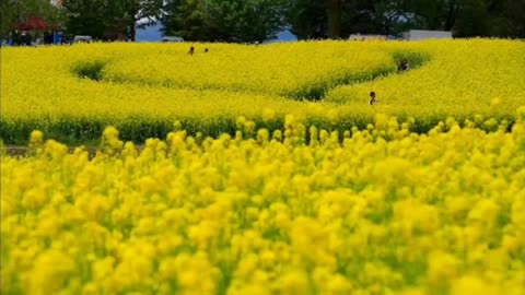 AIT, it's a very romantic thing for your liangshanbo and Juliet to see the sea of flowers