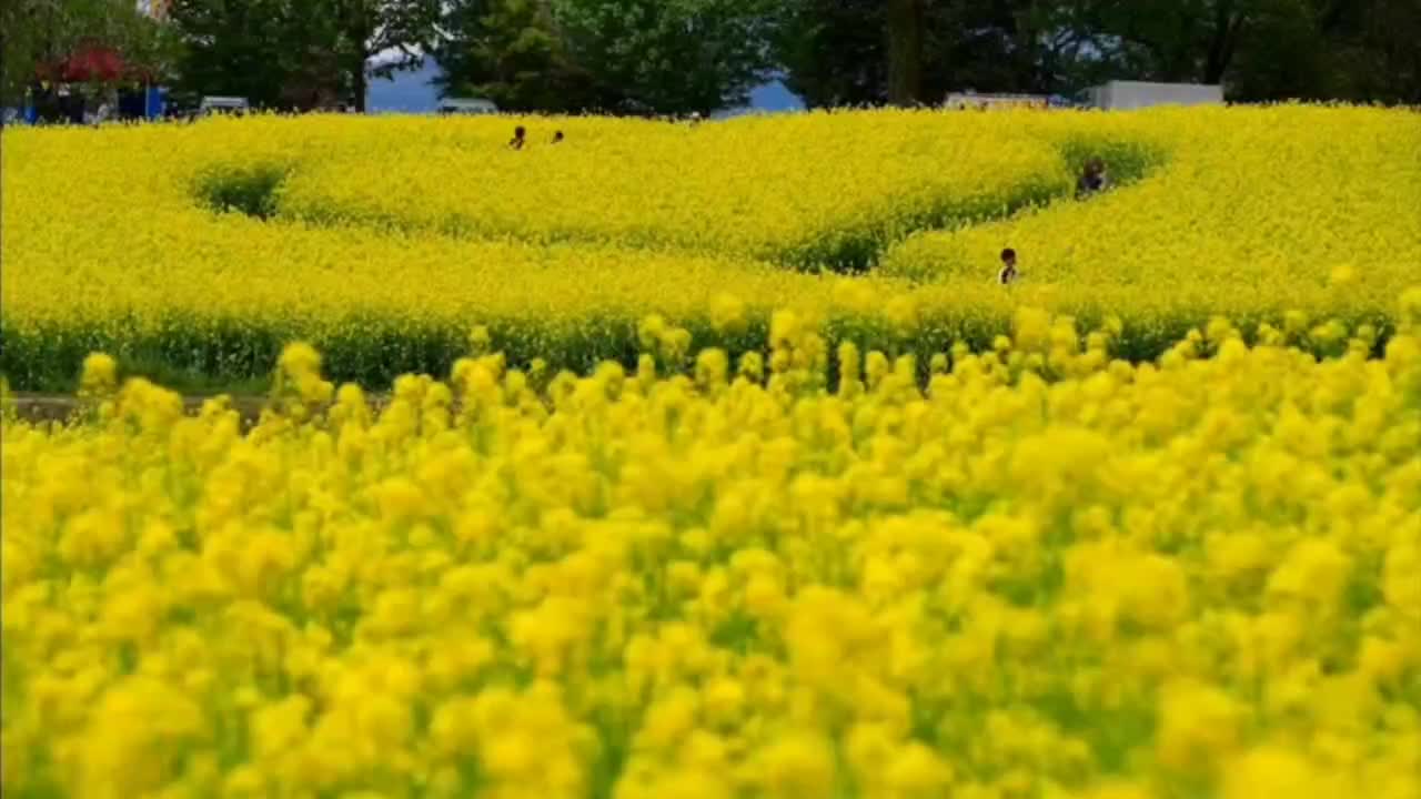 AIT, it's a very romantic thing for your liangshanbo and Juliet to see the sea of flowers