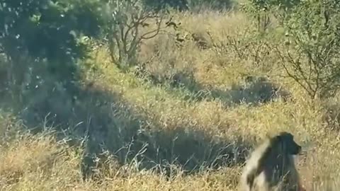 Monkey attack on leopard