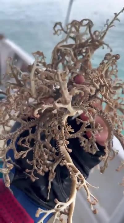 Wow very nice disguise