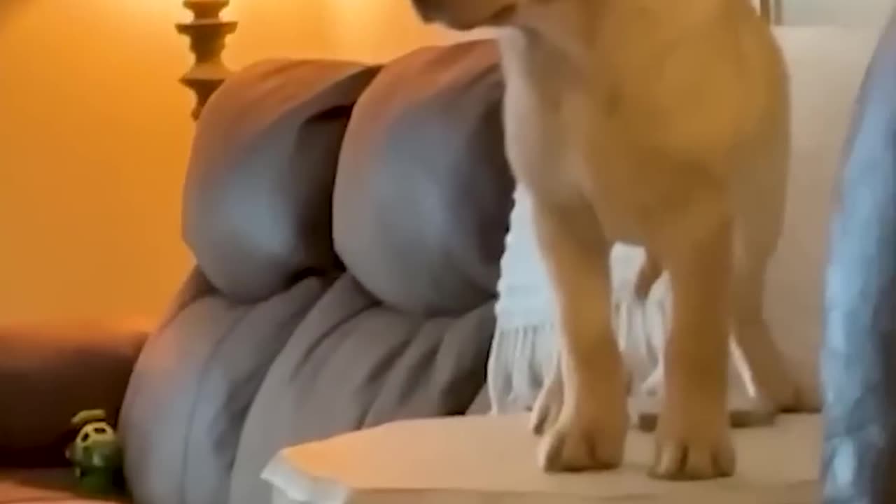 Funny Animal Videos