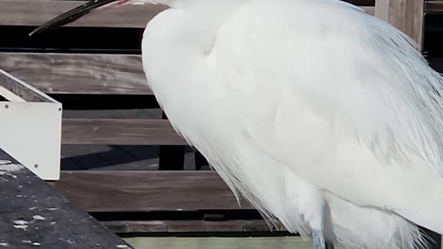 Egrets line up together on the rail