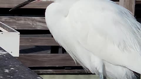 Egrets line up together on the rail