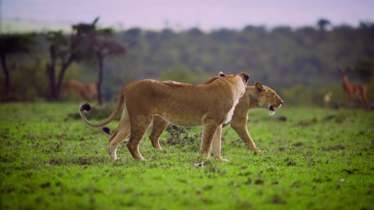 Pair of Lionsses Walking Togther