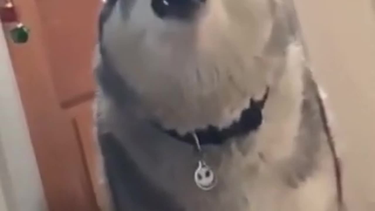 Funny Dog Complaining🐕🐶