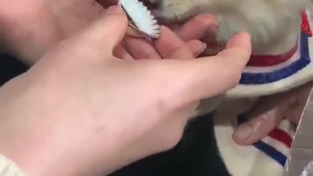 Dog eats seafood