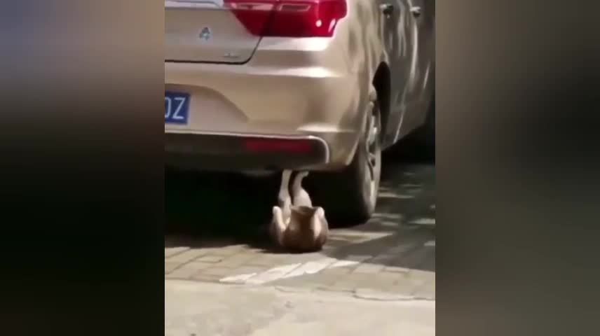 Cat Performs Sit-ups Underneath Car