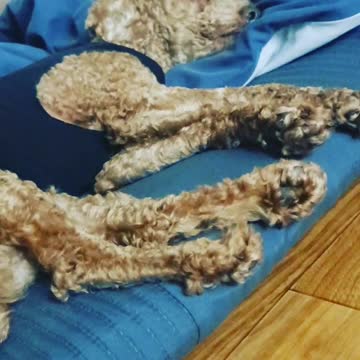 What the hell is this cute creature?Oh, my God, you're so pretty.💕💕💕