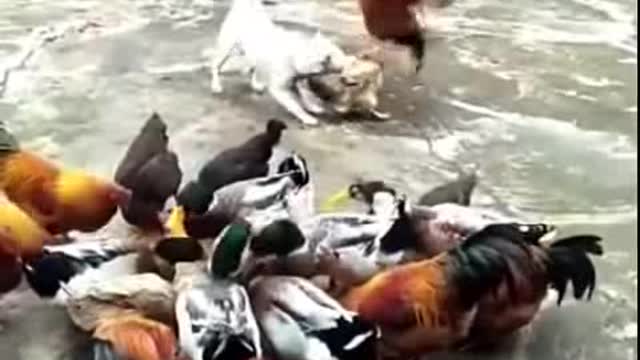 Chicken VS Dog Fight- Funny Dog Fight Videos