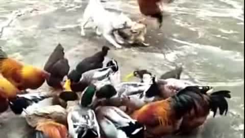 Chicken VS Dog Fight- Funny Dog Fight Videos