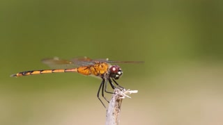 Immature Female Four-spotted Pennant