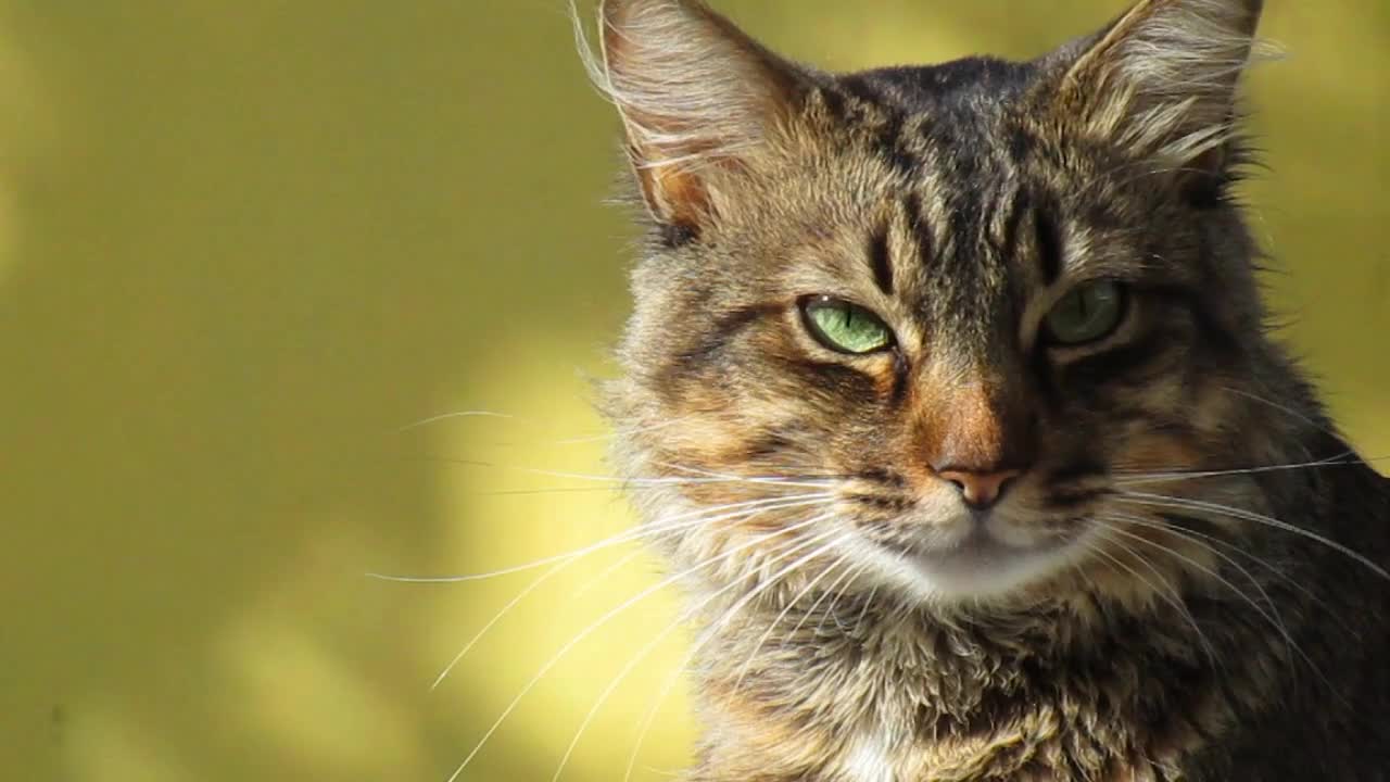 Brazilian cat