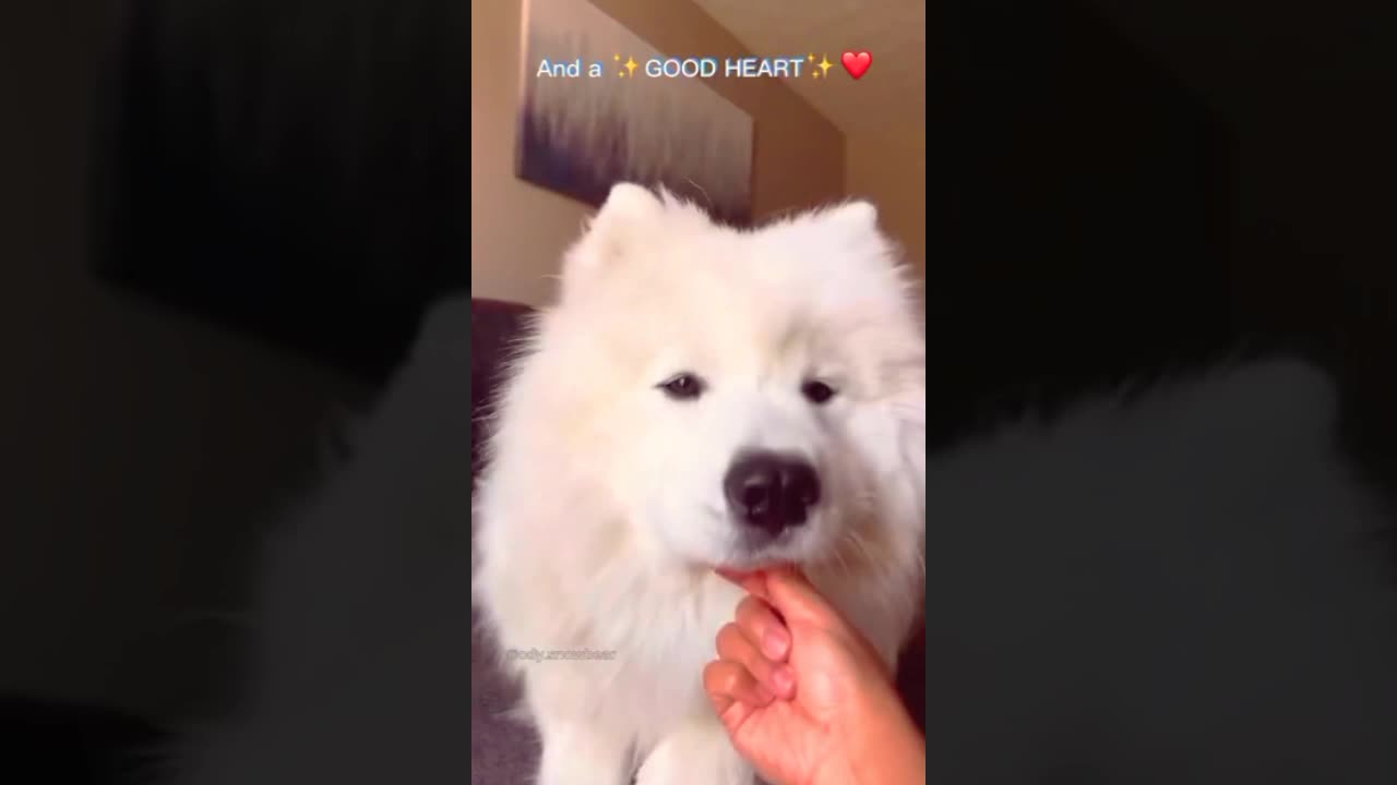 Funny cute dog