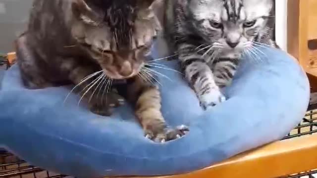 funny cats