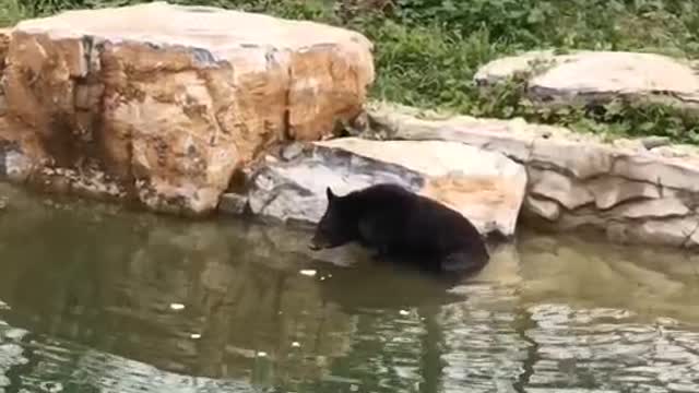 black bear drinking water