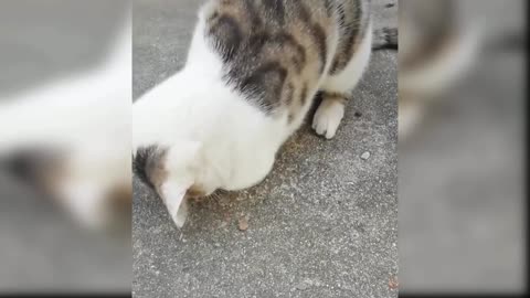 Baby Cats - Cute and Funny Cat Videos Compilation2
