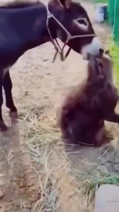 wow-amazing-views-videos-animal-in-ukraine-2022-shorts