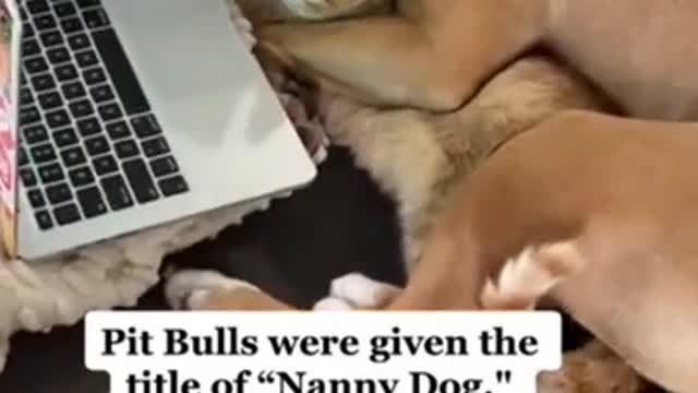 Pit bulls were named nanny Dogs-Funny