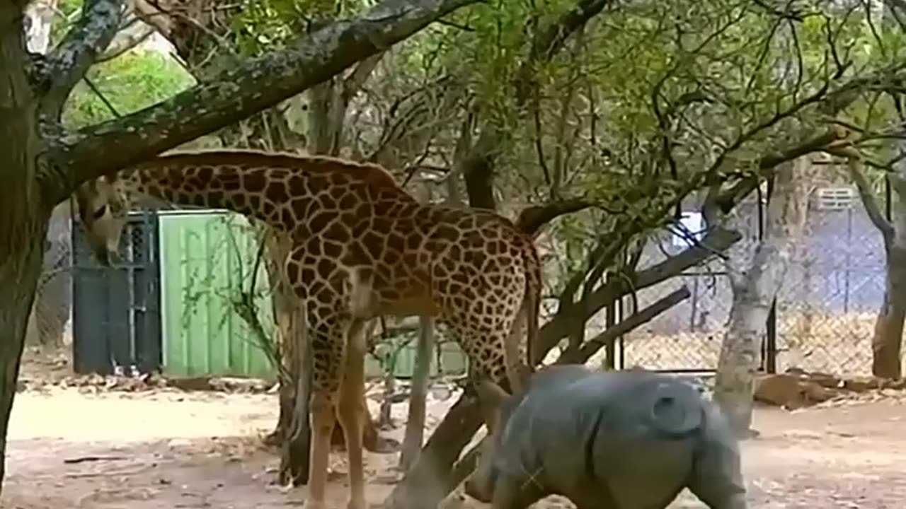 Funy animal video