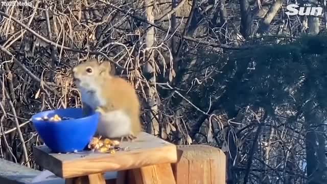 What happens when a squirrel eats fermented fruit