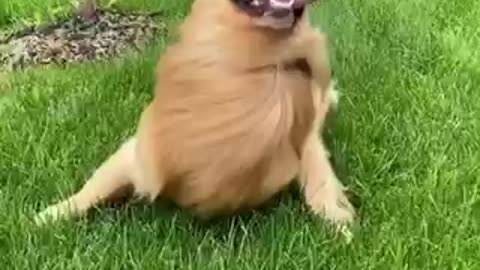 Playful dogs dogs