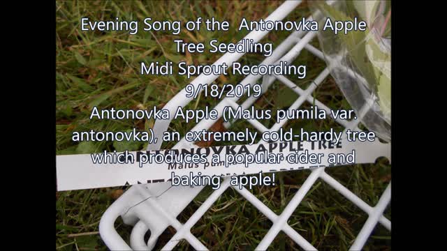 Evening Song of the Antonovka Apple Tree Seedling 9 18 2019