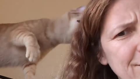 Funny cat video