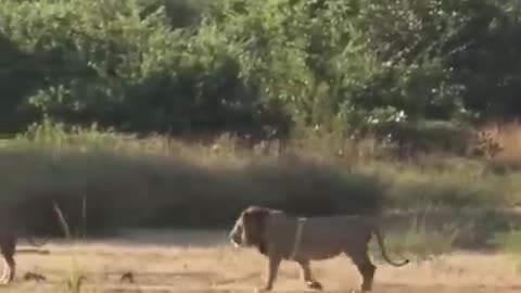 Lion Dropped in his tracks in Zambia_HIGH